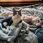 LUNA 🐶 | FLOYD 🐱 - @lunafloyd_ - Instagram