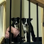 @luna_floyds_adventures - Instagram