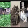 Thecats.Floydlunapepsi - @thecats.floydlunapepsi - TikTok