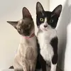 Lluna&fraser 🐱 - @llunayfraser - TikTok