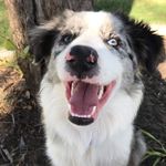 Luna & Fraser 🐶🐾 - @lunafraseradventures - Instagram