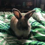 Luna Fraser - @its_ya_bunny_luna - Instagram