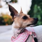 Luna Fraser - @lalunafraser - Instagram