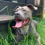 Luna May Fraser - @lunathabluepit - Instagram