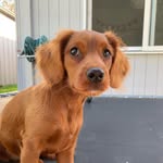 Luna Freeman - @pupperino_luna - Instagram