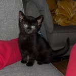 Luna Freeman - @lunablack_kitty - Instagram
