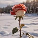 Luna - @luna__gallagher - Instagram