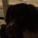 Luna Gardner - @luna._.the._.springer - Instagram