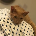 💜😺Luna😺💜 - @lunagardner221 - Instagram