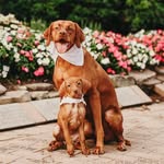 LUNA & GEMMA - @luna_gemma_vizsla - Instagram