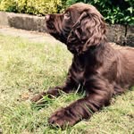 Luna Glover - @luna_chocolate_cocker - Instagram