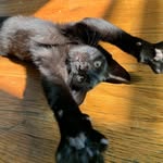 Luna 💙 - @lunagrant_theblackcat - Instagram