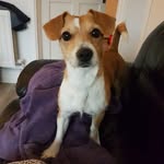 luna grant - @lunathecutiedog - Instagram