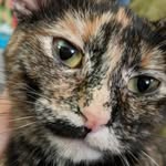 Luna - @lunagrantprincessmonstertruck - Instagram