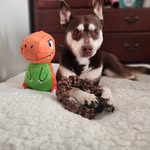 Luna Green - @lunag.pitsky - Instagram
