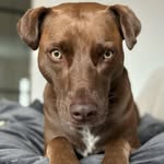 Luna Green ♥️ - @luna_greendehond - Instagram