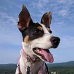 Luna🌙Greer🐾 - @lunagreer - Instagram