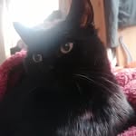 Luna Gregory - @lunesnaughtylovepaws - Instagram