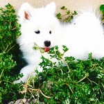 Luna Haley Jones - @samoyed_lunamoonpie - Instagram