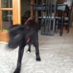 Luna - @luna.hartjes - Instagram