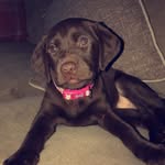 Luna Heath🐾 - @loopylabradorluna - Instagram