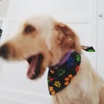 Luna Heath - @funny_bunny_luna - Instagram