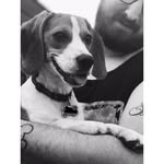 Luna Hebert - @luna_loo_beagle - Instagram