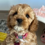Luna Higgins - @life.of.luna_2022 - Instagram