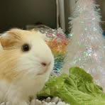 Luna Ho - Facebook