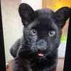 Luna Home - @lunahomecatvn - TikTok