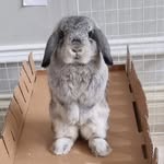 Trio Bunnies - @luna.hollandlop - Instagram