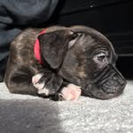 Luna Hoffman - @_luna_pit_ - Instagram