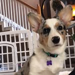 Luna Hoffman - @luna_the_corgi_18 - Instagram