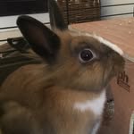 Luna Holt - @lu_na_thebunny - Instagram