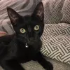 lunaholt608 - @itslunathecathere - TikTok