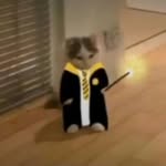 Lulu - @luna_hufflepuff - Instagram