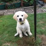 Luna Hufflepup - @luna_hufflepup - Instagram