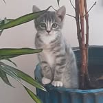 @luna_hufford_cat - Instagram