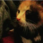 luna - @luna_huff_123 - Instagram
