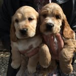 🄲🄾🄲🄺🄴🅁🅂🄿🄰🄽🄸🄴🄻 - @luna_hunter_cockerspaniel - Instagram