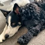 Hunter + Luna 🐶 - @hunterandluna__ - Instagram