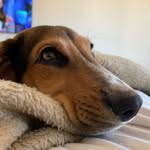 Luna - @luna.huntsman - Instagram