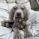Luna - @luna__hunterspirit - Instagram