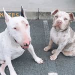 HUNTER + LUNA - @hunter_thbully_luna_thbulldog - Instagram