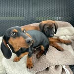 Luna & Hunter - @lunaihunter - Instagram
