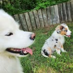Luna & Hunter - @samoyed.meets.aussie - Instagram
