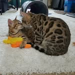 Luna ❤ Hunter - @bengaltango - Instagram