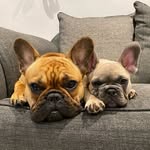 Luna & Hunter - @livingwithlunaandhunter - Instagram