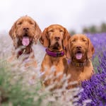 Luna 💗 Hunter 💚 Xena 💖 - Wirehairedvizsla 🧡 - @my_wirehairedvizsla_tribe - Instagram