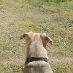 luna bug❤🐕 - @lunah.unter - Instagram